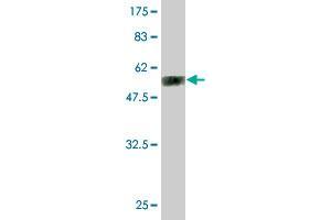 Western Blot detection against Immunogen (55. (APOA1 anticorps  (AA 1-267))
