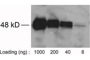 Loading: Avi-tag fusion protein expressed in E. (Avi-Tag anticorps)
