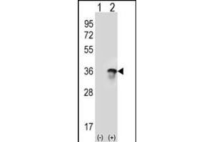Western blot analysis of U2AF1 (arrow) using rabbit polyclonal U2AF1 Antibody (Center ) (ABIN389305 and ABIN2839425). (U2AF1 anticorps  (AA 99-125))