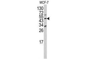 Image no. 1 for anti-Dom-3 Homolog Z (DOM3Z) (N-Term) antibody (ABIN452921) (DOM3Z anticorps  (N-Term))