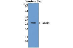 Western Blotting (WB) image for anti-Thrombospondin 1 (THBS1) (AA 24-221) antibody (ABIN1078565) (Thrombospondin 1 anticorps  (AA 24-221))