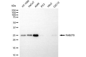 anti-RAB27B, Member RAS Oncogene Family (RAB27B) antibody