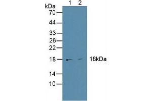Western blot analysis of (1) Human HepG2 Cells and (2) Human BXPC-3 Cells. (HMGA1 anticorps  (AA 3-107))