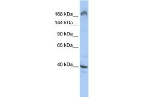 WB Suggested Anti-EIF4G1 Antibody Titration:  0. (EIF4G1 anticorps  (Middle Region))