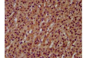 IHC image of ABIN7145412 diluted at 1:600 and staining in paraffin-embedded human adrenal gland tissue performed on a Leica BondTM system.