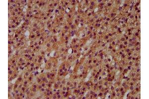 IHC image of ABIN7145412 diluted at 1:600 and staining in paraffin-embedded human adrenal gland tissue performed on a Leica BondTM system. (MGAT3 anticorps  (AA 435-533))