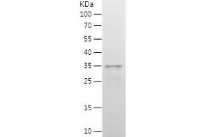 Western Blotting (WB) image for Interferon Regulatory Factor 2 (IRF2) (AA 60-349) protein (His tag) (ABIN7123494)