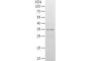 Western Blotting (WB) image for Interferon Regulatory Factor 2 (IRF2) (AA 60-349) protein (His tag) (ABIN7123494) (IRF2 Protein (AA 60-349) (His tag))