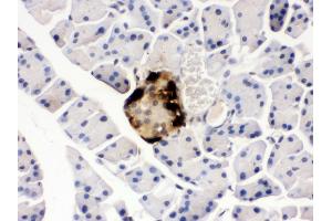 Anti- GLP1 Picoband antibody, IHC(P) IHC(P): Mouse Pancreas Tissue (Glucagon anticorps  (N-Term))
