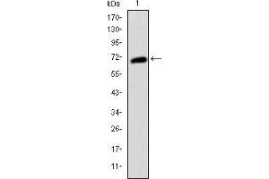 Western blot analysis using KIT mAb against human KIT (AA: 805-976) recombinant protein. (KIT anticorps)
