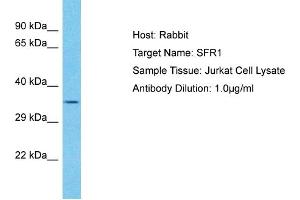 Host: Rabbit Target Name: SFR1 Sample Type: Jurkat Whole Cell lysates Antibody Dilution: 1. (SFR1 anticorps  (N-Term))