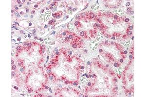 Anti-RNASET2 antibody IHC staining of human kidney.