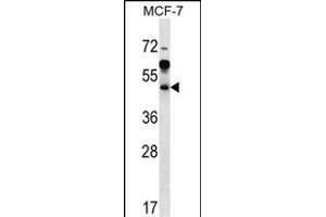 ARFIP1 Antibody (Center) (ABIN656916 and ABIN2846111) western blot analysis in MCF-7 cell line lysates (35 μg/lane). (ARFIP1 anticorps  (AA 147-176))