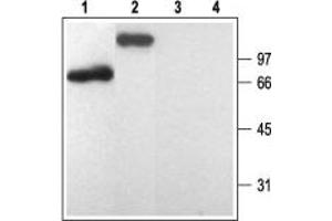 Western blot analysis of rat brain membranes (lanes 1 and 3) and human platelets lysate (lanes 2 and 4): - 1,2.