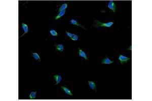 IF analysis of USP15 using anti-USP15 antibody (ABIN7602141). (USP15 anticorps  (AA 6-583))
