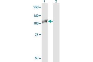 Western Blot analysis of EPHB3 expression in transfected 293T cell line by EPHB3 monoclonal antibody (M10), clone 3F12.