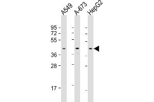 All lanes : Anti-CSNK2A3 Antibody (C-Term) at 1:1000 dilution Lane 1: A549 whole cell lysate Lane 2: A-673 whole cell lysate Lane 3: HepG2 whole cell lysate Lysates/proteins at 20 μg per lane. (CSNK2A3 anticorps  (AA 296-330))