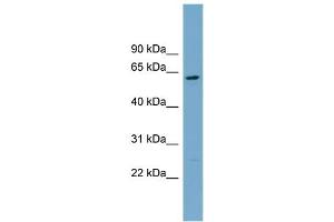 WB Suggested Anti-CNDP2  Antibody Titration: 0. (CNDP2 anticorps  (Middle Region))