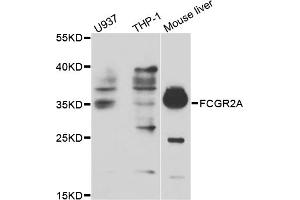Western blot analysis of extracts of various cell lines, using FCGR2A antibody (ABIN5970646) at 1/1000 dilution.