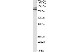 ABIN4902792 (1µg/ml) staining of HepG2 lysate (35µg protein in RIPA buffer). (VPS16 anticorps)