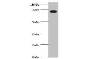 Western blot All lanes: IL31RA antibody at 1. (IL31RA anticorps  (AA 1-300))