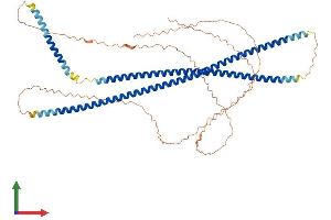 AlphaFold protein structure predicition of Human Recombinant KRT10 Protein, UniprotID P13645