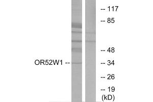 Western blot analysis of extracts from HeLa cells, using OR52W1 antibody. (OR52W1 anticorps  (C-Term))