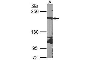 WB Image Sample (30 ug of whole cell lysate) A:NIH-3T3 5% SDS PAGE antibody diluted at 1:1000