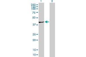 Western Blot analysis of FGGY expression in transfected 293T cell line by FGGY MaxPab polyclonal antibody. (FGGY anticorps  (AA 1-439))