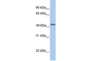 EIF3H antibody used at 0. (EIF3H anticorps  (N-Term))