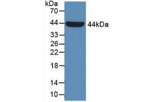 Western Blot; Sample: Recombinant GLa, Human. (GLA anticorps  (AA 81-429))