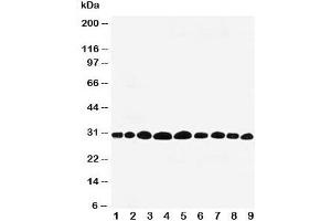 Western blot testing of Prohibitin antibody and rat samples 1: lung;  2: skeletal muscle;  3: brain;  4: kidney; and 5: human HeLa;  6: (h) MCF-7;  7: (r) PC-12;  8: (h) A549;  9: (h) SMMC-7721 cell lysate. (Prohibitin anticorps  (C-Term))