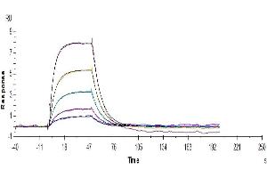 Human Transferrin R, hFc Tag captured on CM5 Chip via Anti-Fc Antibody can bind Human Transferrin, His Tag with an affinity constant of 0.