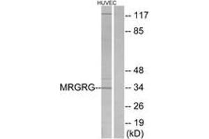 Western Blotting (WB) image for anti-MAS-Related GPR, Member G (Mrgprg) (AA 231-280) antibody (ABIN2890898) (Mrgprg anticorps  (AA 231-280))