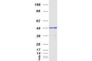 Validation with Western Blot