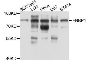 Western blot analysis of extract of various cells, using FNBP1 antibody. (FNBP1 anticorps)