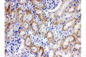 Anti- SLC22A2 Picoband antibody, IHC(P) IHC(P): Rat Kidney Tissue (SLC22A2 anticorps  (Middle Region))
