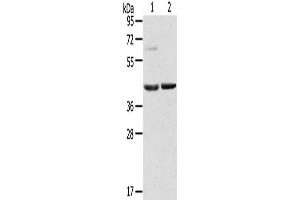 Western Blotting (WB) image for anti-Hypoxia Inducible Factor 1, alpha Subunit Inhibitor (HIF1AN) antibody (ABIN2435282) (HIF1AN anticorps)