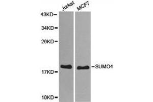 Western Blotting (WB) image for anti-Small Ubiquitin Related Modifier 4 (SUMO4) antibody (ABIN1874997)