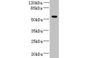 Western blot All lanes: ADAT1 antibody at 6 μg/mL + MDA-MB-231 whole cell lysate Secondary Goat polyclonal to rabbit IgG at 1/10000 dilution Predicted band size: 56, 39 kDa Observed band size: 56 kDa (ADAT1 anticorps  (AA 1-501))