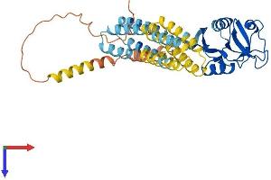 CD209 (CD209) (AA 1-404) protein (His tag)