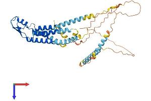 AlphaFold protein structure predicition of Mouse Recombinant Gjc1 Protein, UniprotID P28229