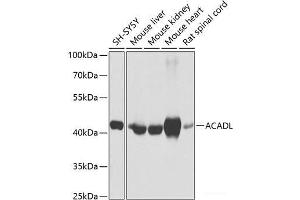Western blot analysis of extracts of various cell lines using ACADL Polyclonal Antibody at dilution of 1:1000. (ACADL anticorps)