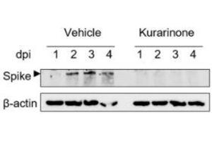 Western blot of the lysates of HCoV-OC43-infected MRC-5 cell streated with kurarinone or vehicle and evaluated at 1,2,3, and 4dpi. (hCoV-OC43 Spike anticorps  (AA 15-344))