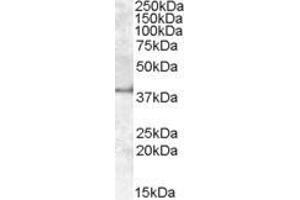 ABIN570932 (1µg/ml) staining of Human Kidney lysate (35µg protein in RIPA buffer). (APOL6 anticorps  (Internal Region))