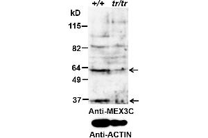 ABIN2563852 (0. (MEX3C anticorps  (AA 541-554))