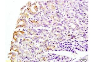 Formalin-fixed and mouse stomach tissue labeled with Anti-CK8 Polyclonal Antibody, Unconjugated  at 1:200 followed by conjugation to the secondary antibody and DAB staining