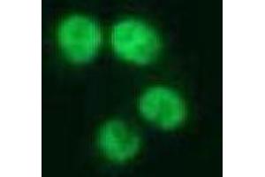 Immunofluorescence (IF) image for anti-Nuclear Mitotic Apparatus Protein 1 (NUMA1) antibody (ABIN1449239) (NUMA1 anticorps)