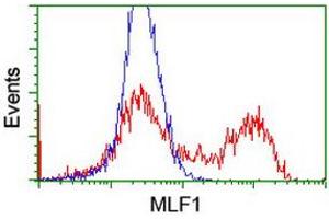 HEK293T cells transfected with either RC202774 overexpress plasmid (Red) or empty vector control plasmid (Blue) were immunostained by anti-MLF1 antibody (ABIN2455790), and then analyzed by flow cytometry. (MLF1 anticorps)
