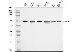 Western blot analysis of Nucleostemin/GNL3 using anti-Nucleostemin/GNL3 antibody (ABIN7601778).
